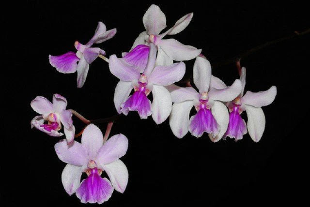 Vanda amesianum Vanda La Foresta Orchids 