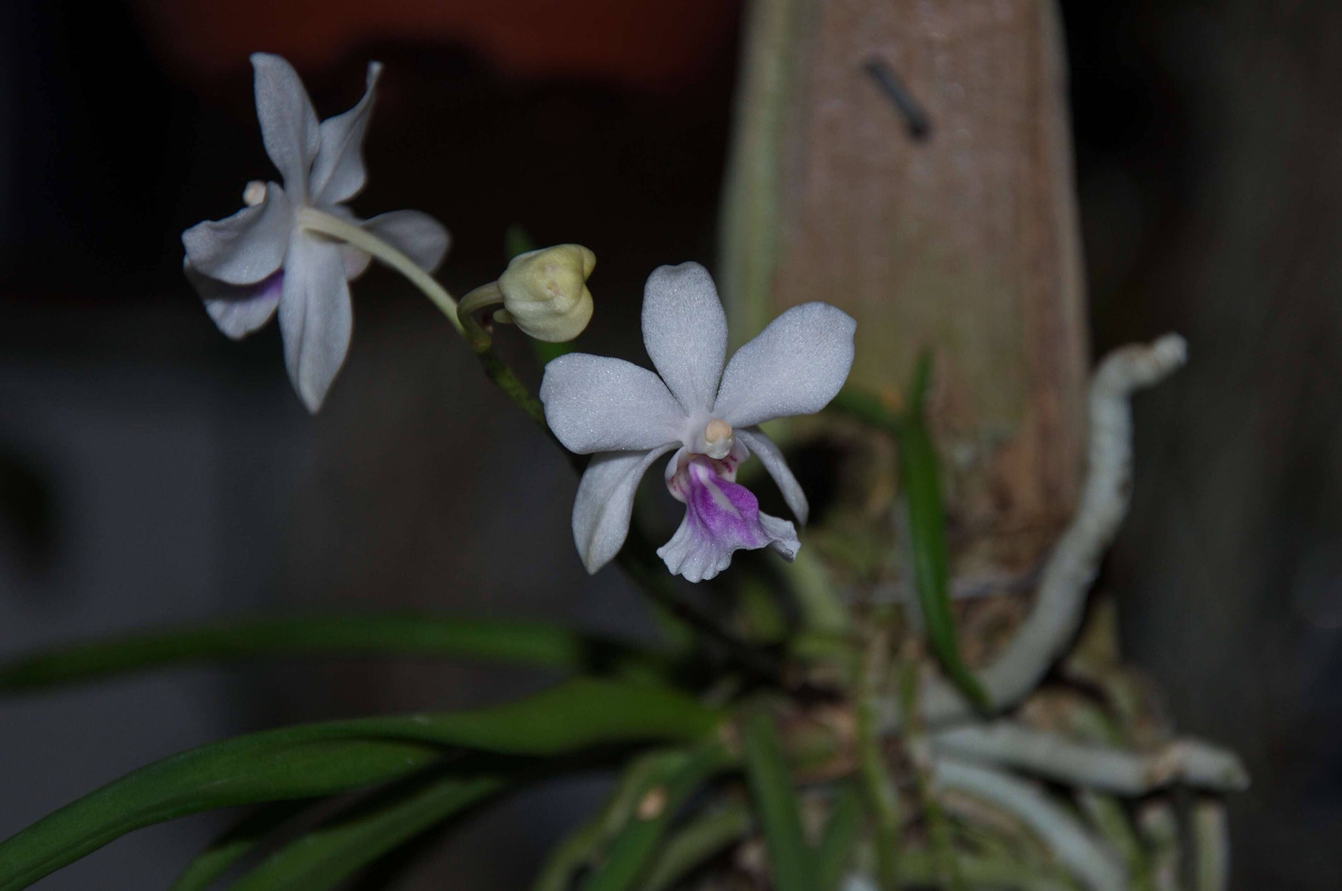 Vanda amesianum Vanda La Foresta Orchids 