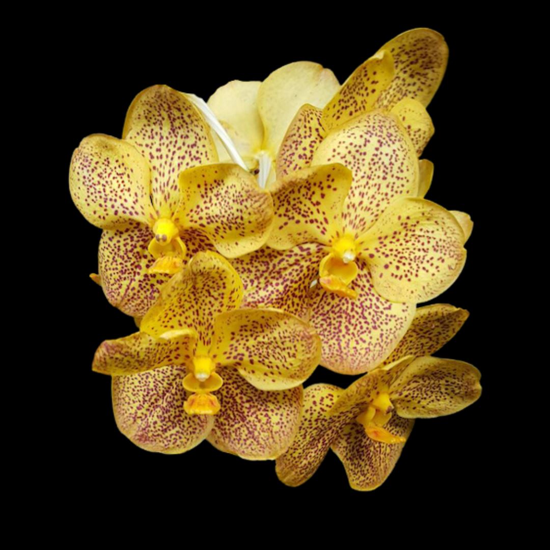 Vanda Ascocenda Pakchong Gold Spots x Vanda Kultana Gold Spots Vanda La Foresta Orchids 