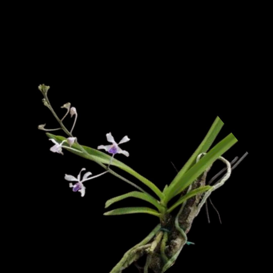 Vanda coerulescens var. pink Vanda La Foresta Orchids 