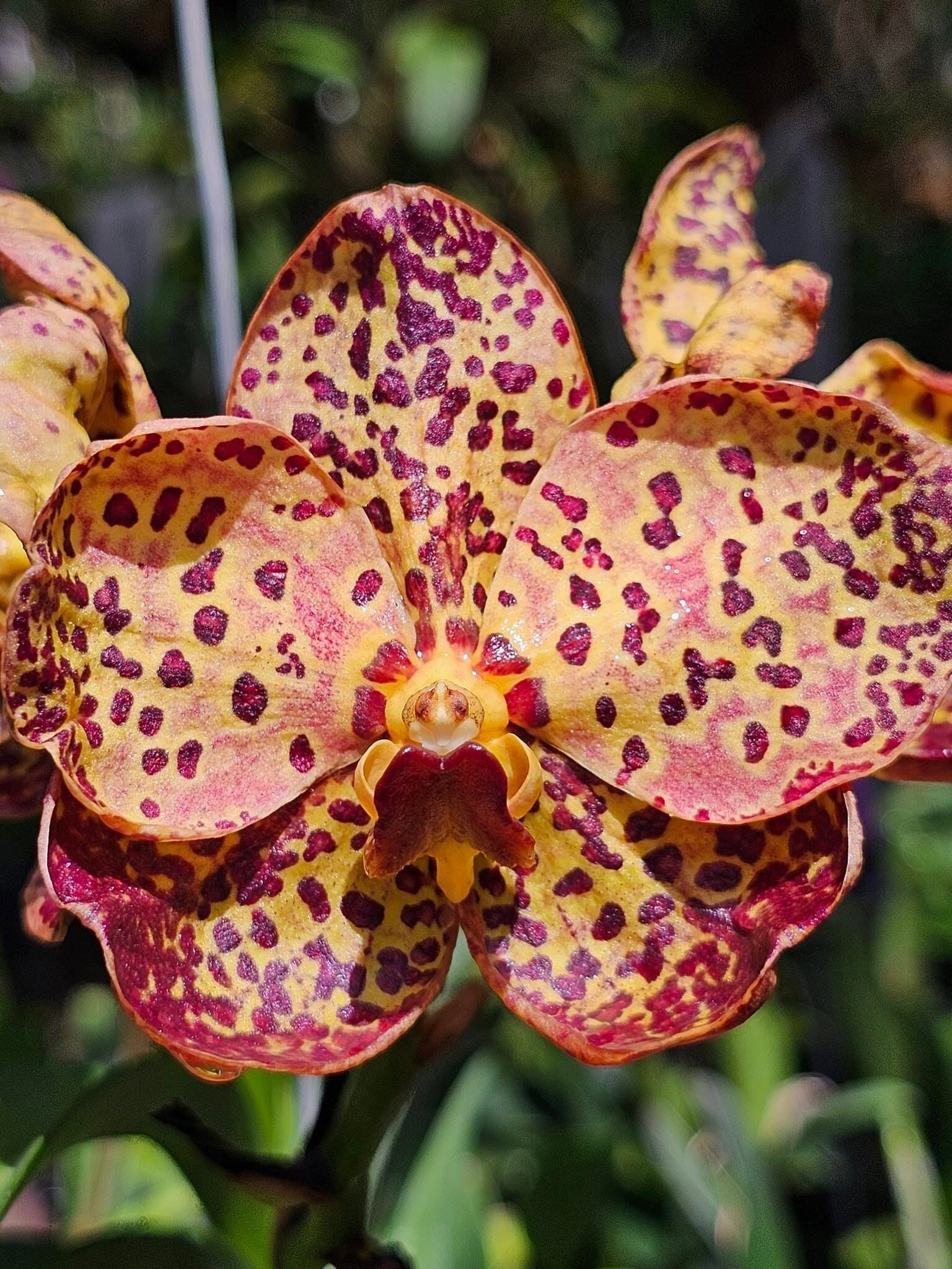 Vanda Hybrids: Vanda Prapanth Gold × Vanda Chao Praya Sapphire Vanda La Foresta Orchids 