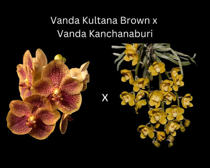 Vanda Kultana Brown x Vanda Kanchanaburi Vanda La Foresta Orchids 