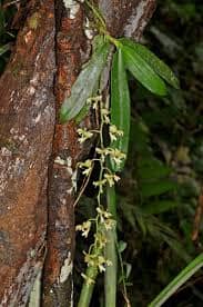 Vanda Macropodanthus cootesii Vanda La Foresta Orchids 