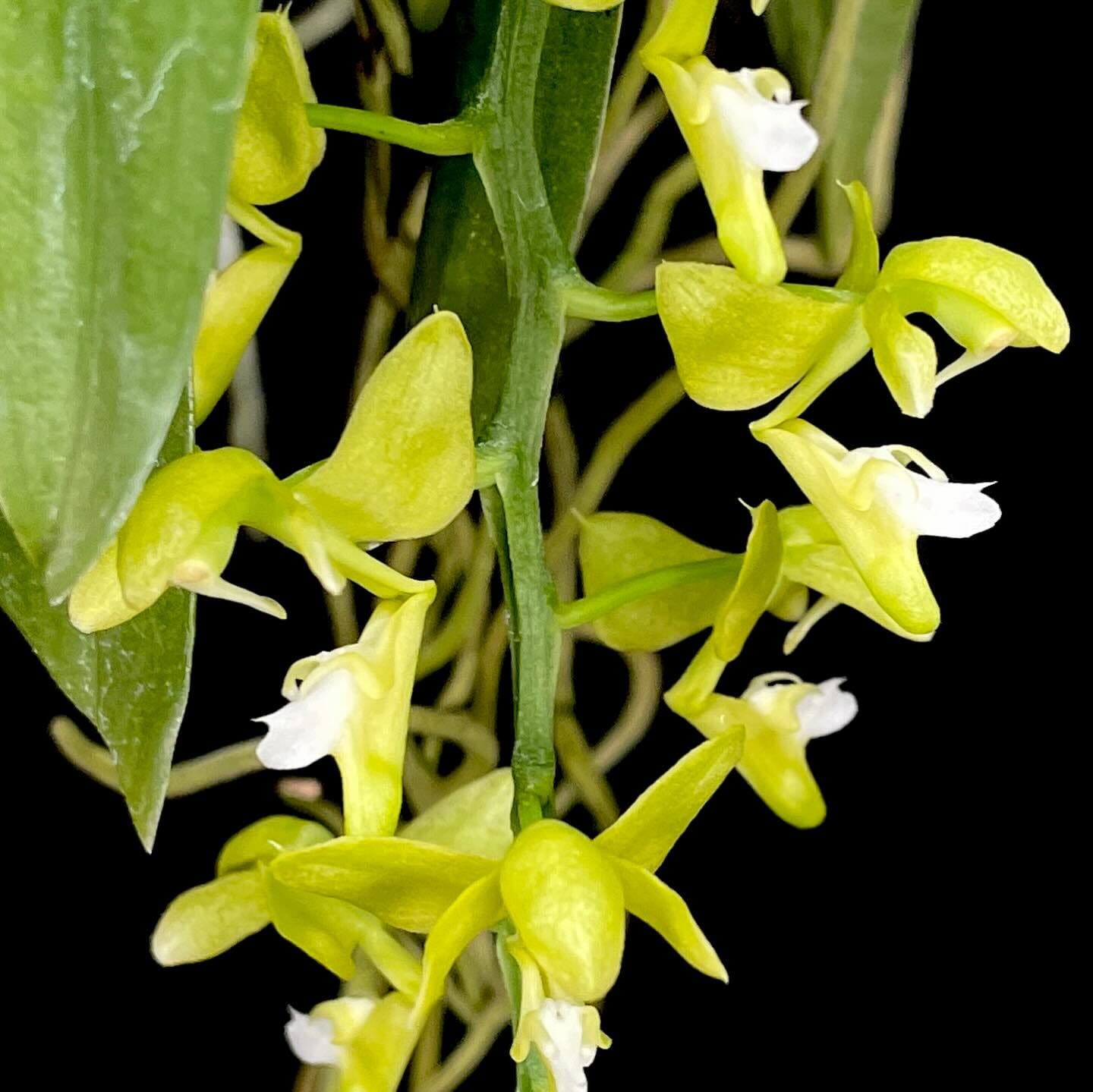 Vanda Macropodanthus cootesii Vanda La Foresta Orchids 