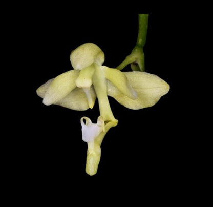 Vanda Macropodanthus cootesii Vanda La Foresta Orchids 