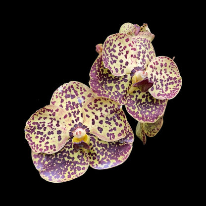 Vanda Prapanth Gold × Vanda Chao Praya Sapphire Vanda La Foresta Orchids 