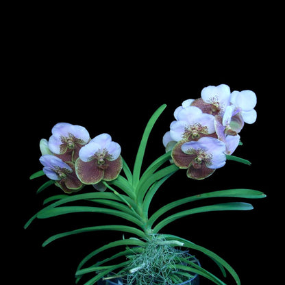 Vanda sanderiana Vanda La Foresta Orchids 