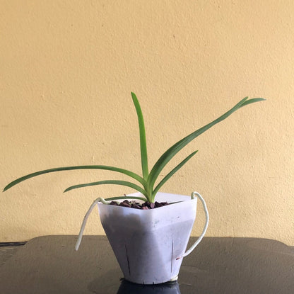 Vanda sanderiana Vanda La Foresta Orchids 