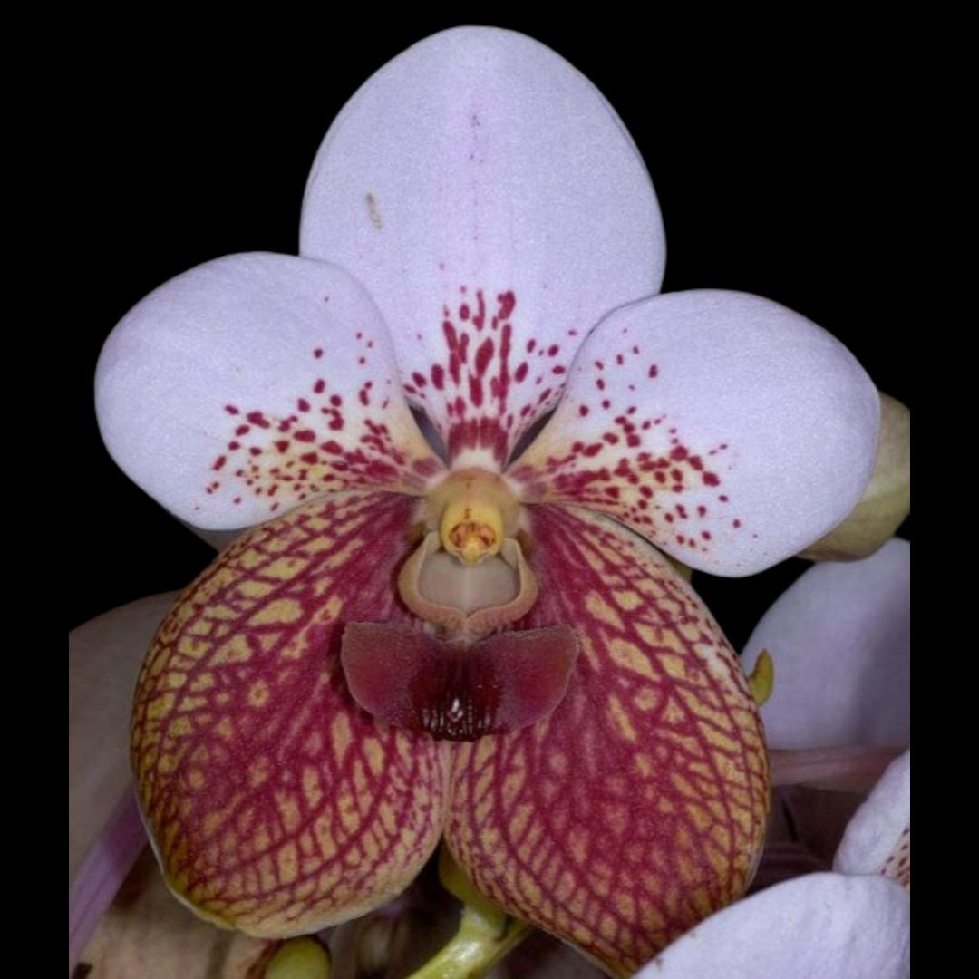 Vanda sanderiana Vanda La Foresta Orchids 