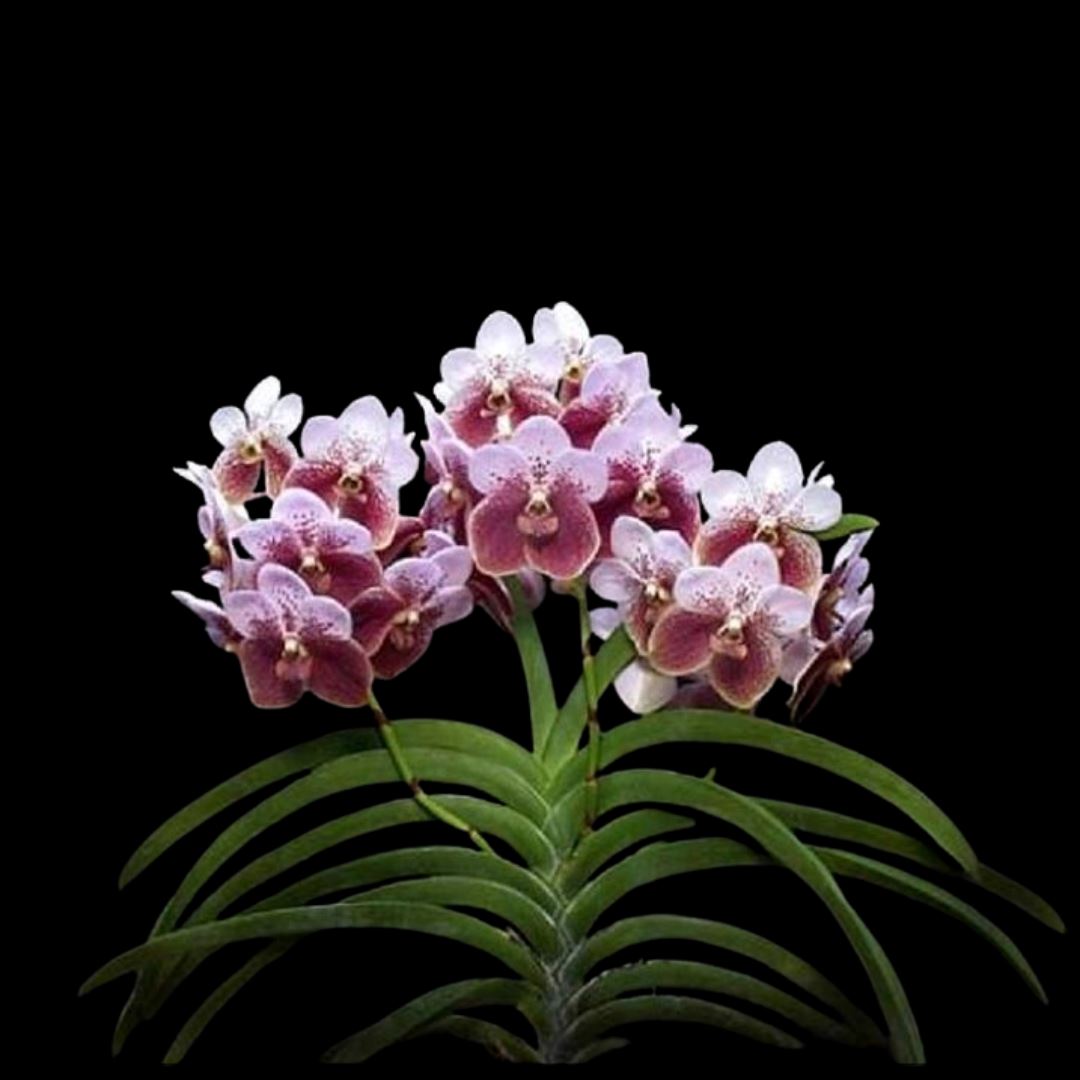 Vanda sanderiana Vanda La Foresta Orchids 