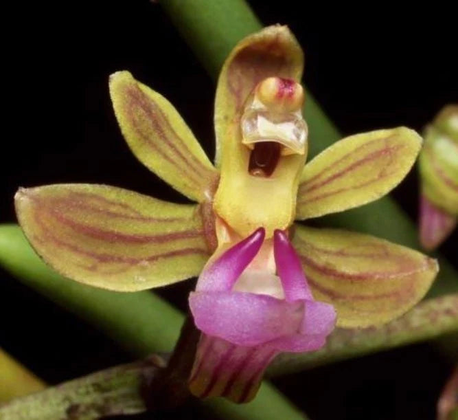 Vanda simondii Vanda La Foresta Orchids 