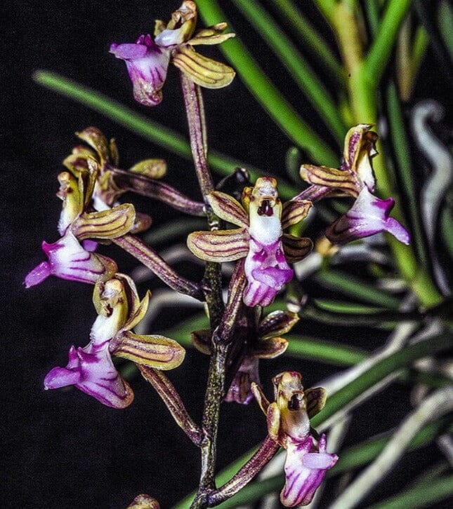 Vanda simondii Vanda La Foresta Orchids 