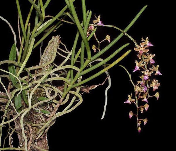 Vanda simondii Vanda La Foresta Orchids 