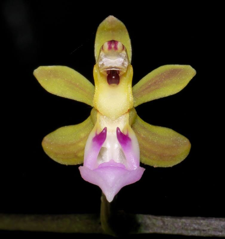 Vanda simondii Vanda La Foresta Orchids 