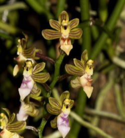 Vanda simondii Vanda La Foresta Orchids 