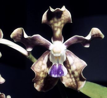 Vanda tessellata Vanda La Foresta Orchids 