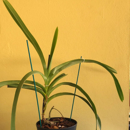 Vanda tricolor var. suavis Vanda La Foresta Orchids 