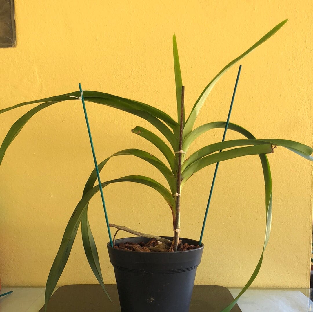 Vanda tricolor var. suavis Vanda La Foresta Orchids 