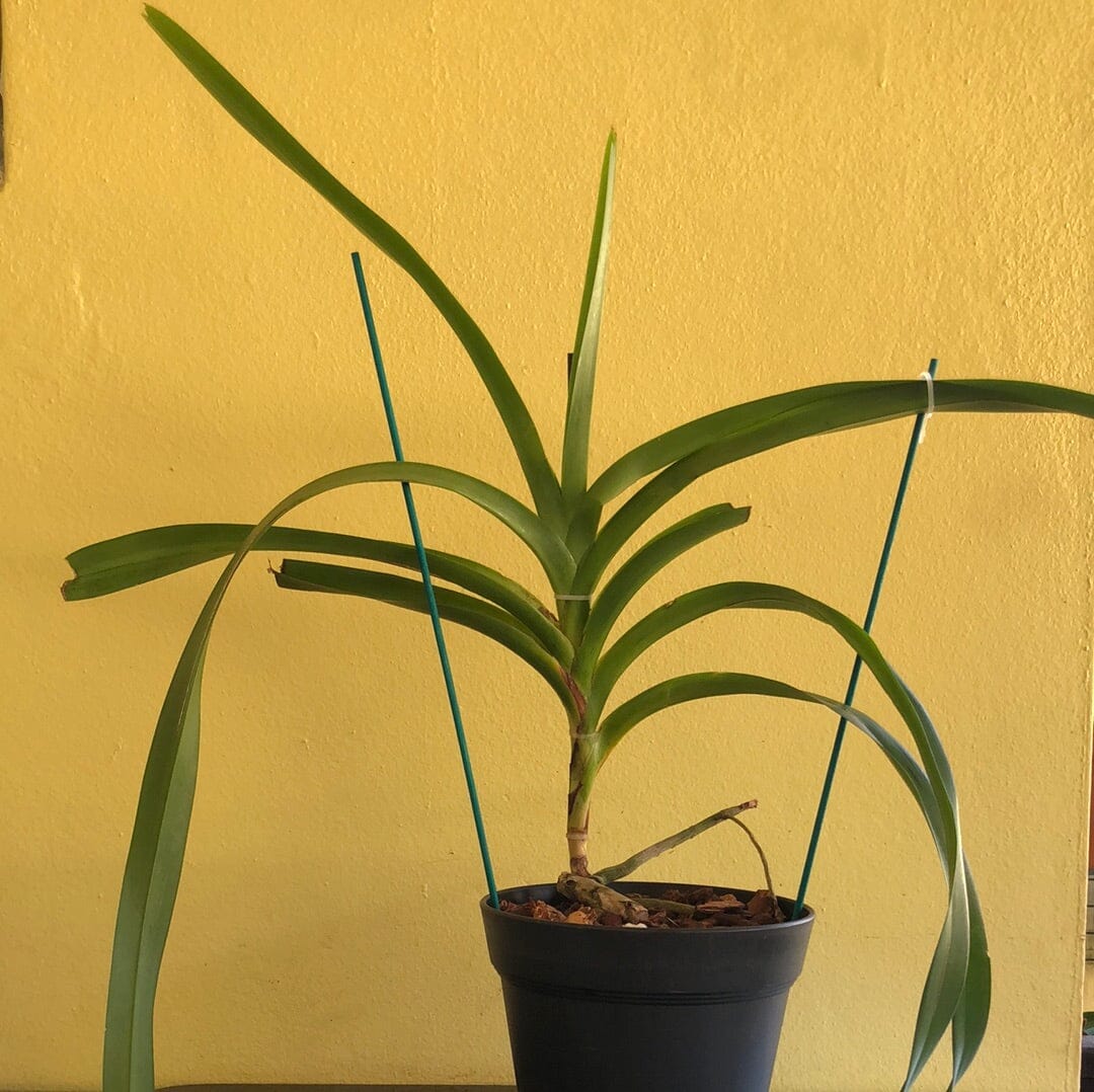 Vanda tricolor var. suavis Vanda La Foresta Orchids 