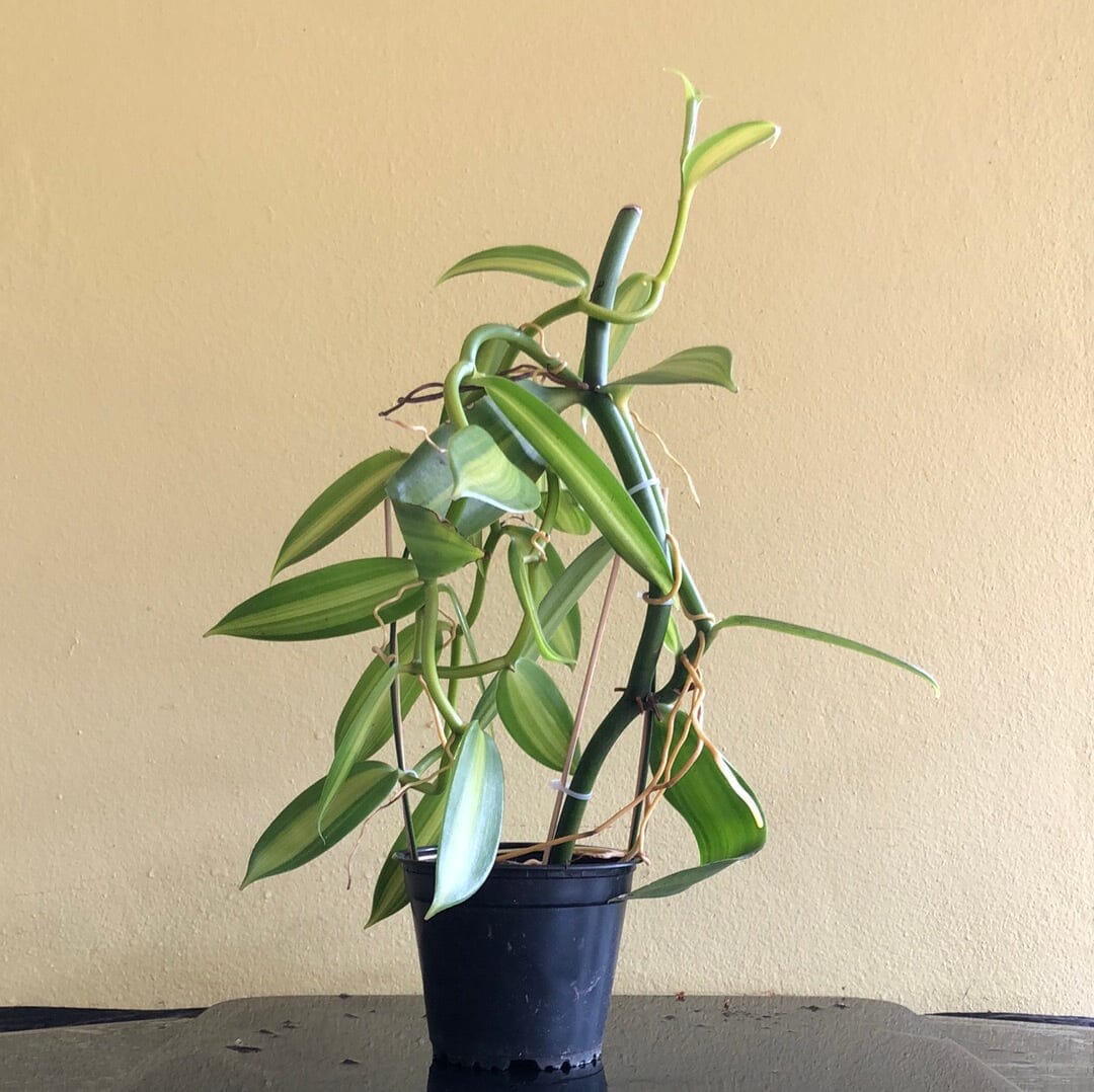 Vanilla planifolia Vanilla La Foresta Orchids 