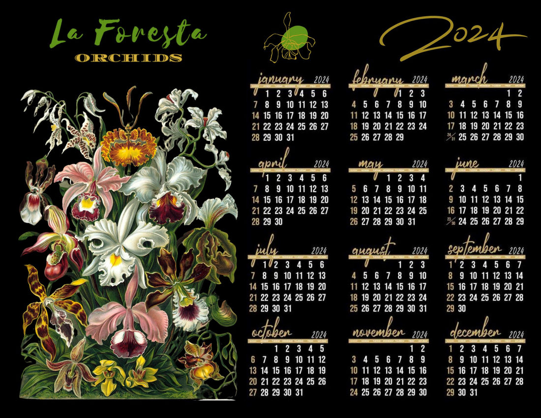 Artistry Collection 2024 Calendar La Foresta Orchids