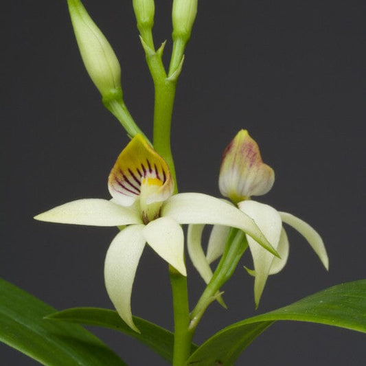 Anacheilium trulla Encyclia La Foresta Orchids 