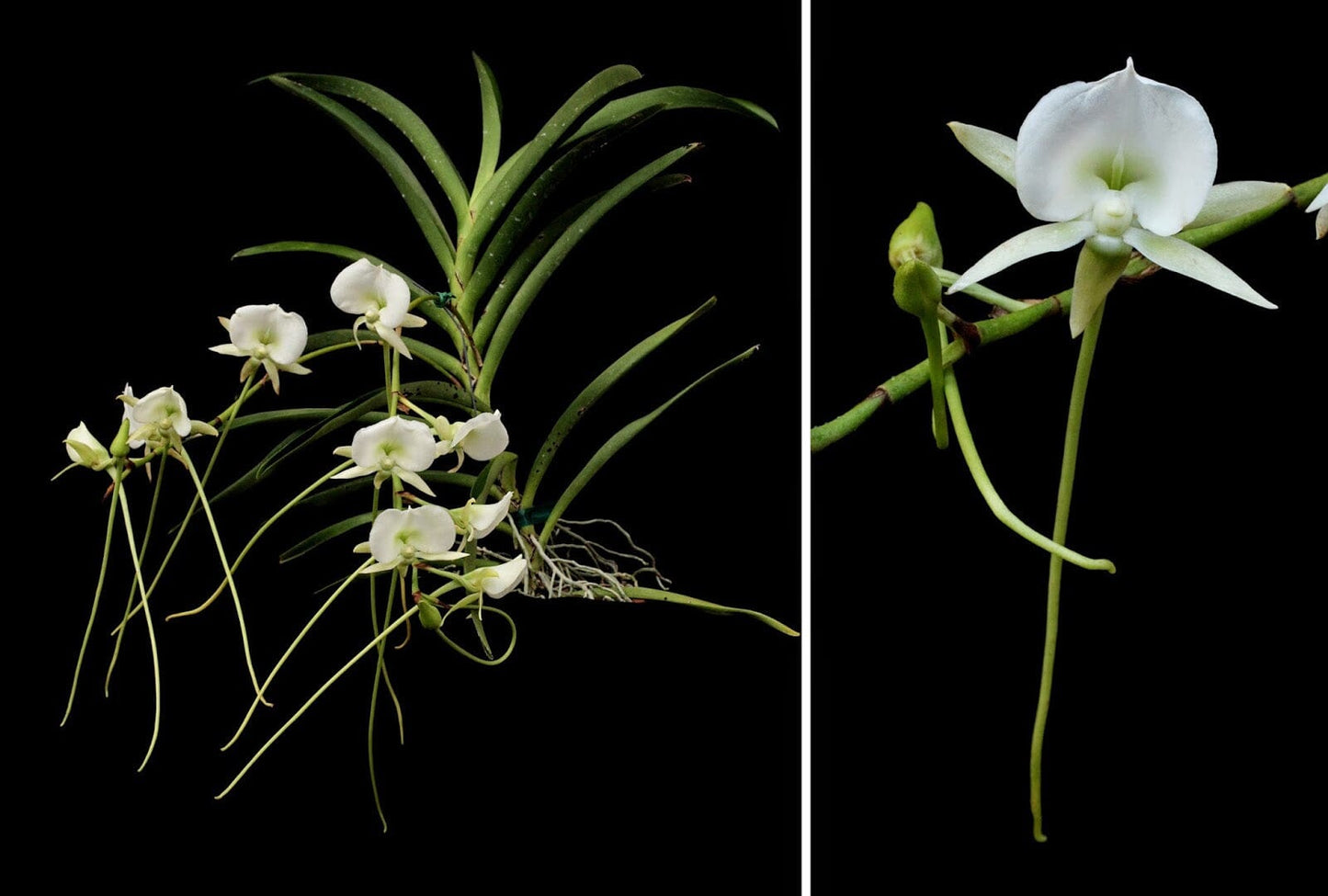 Angraecum scottianum Angraecum La Foresta Orchids 