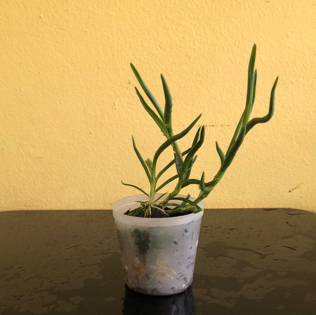 Angraecum scottianum Angraecum La Foresta Orchids 