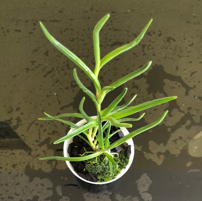 Angraecum scottianum Angraecum La Foresta Orchids 