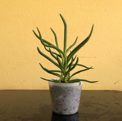 Angraecum scottianum Angraecum La Foresta Orchids 