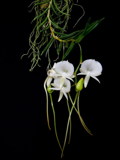 Angraecum scottianum Angraecum La Foresta Orchids 