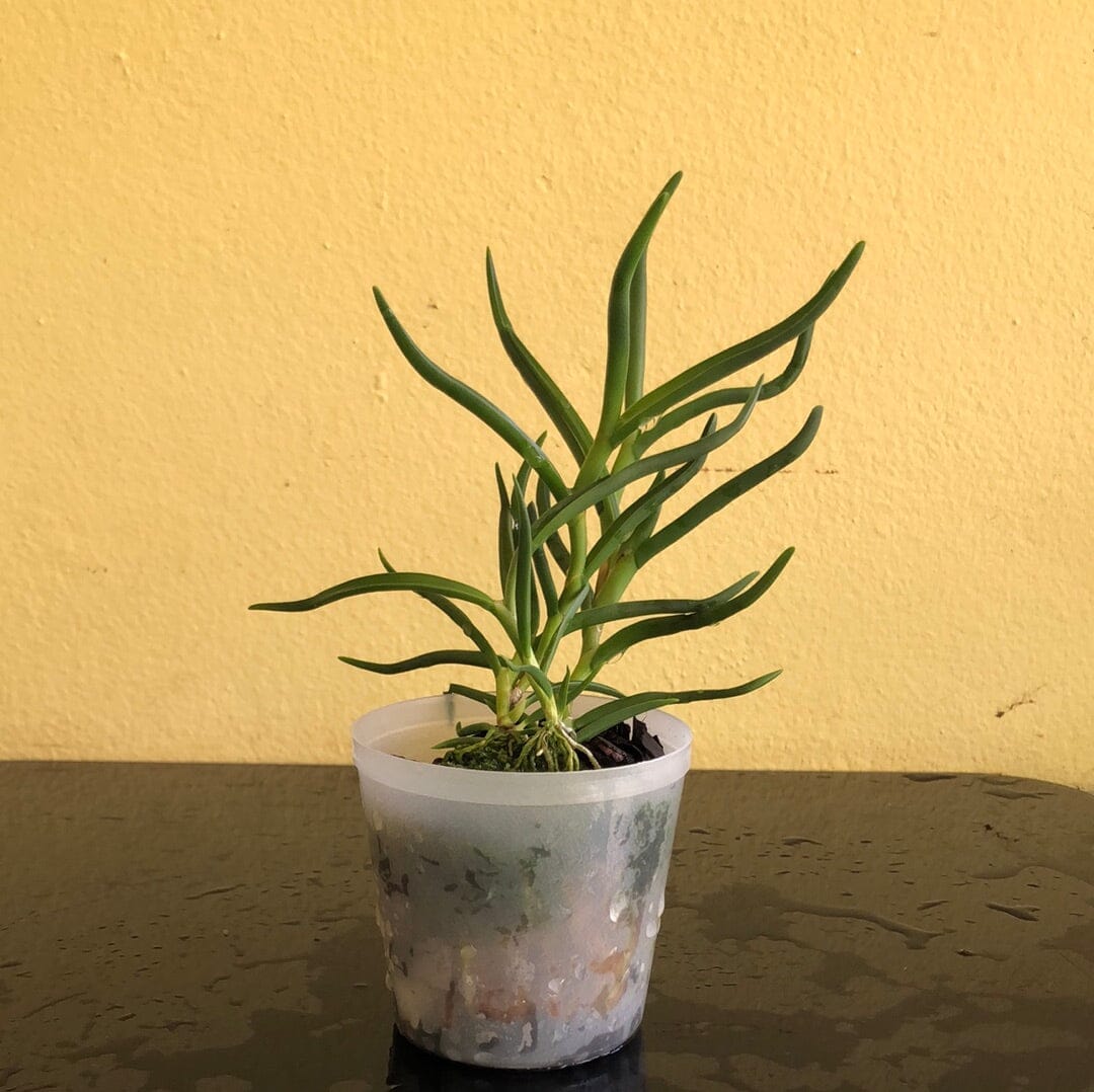 Angraecum scottianum Angraecum La Foresta Orchids 