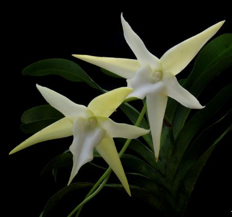 Angraecum sesquipedale Angraecum La Foresta Orchids 