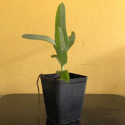 Angraecum sesquipedale Angraecum La Foresta Orchids 