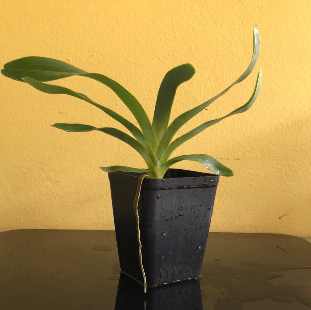 Angraecum sesquipedale Angraecum La Foresta Orchids 