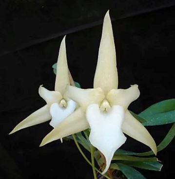 Angraecum sesquipedale Angraecum La Foresta Orchids 