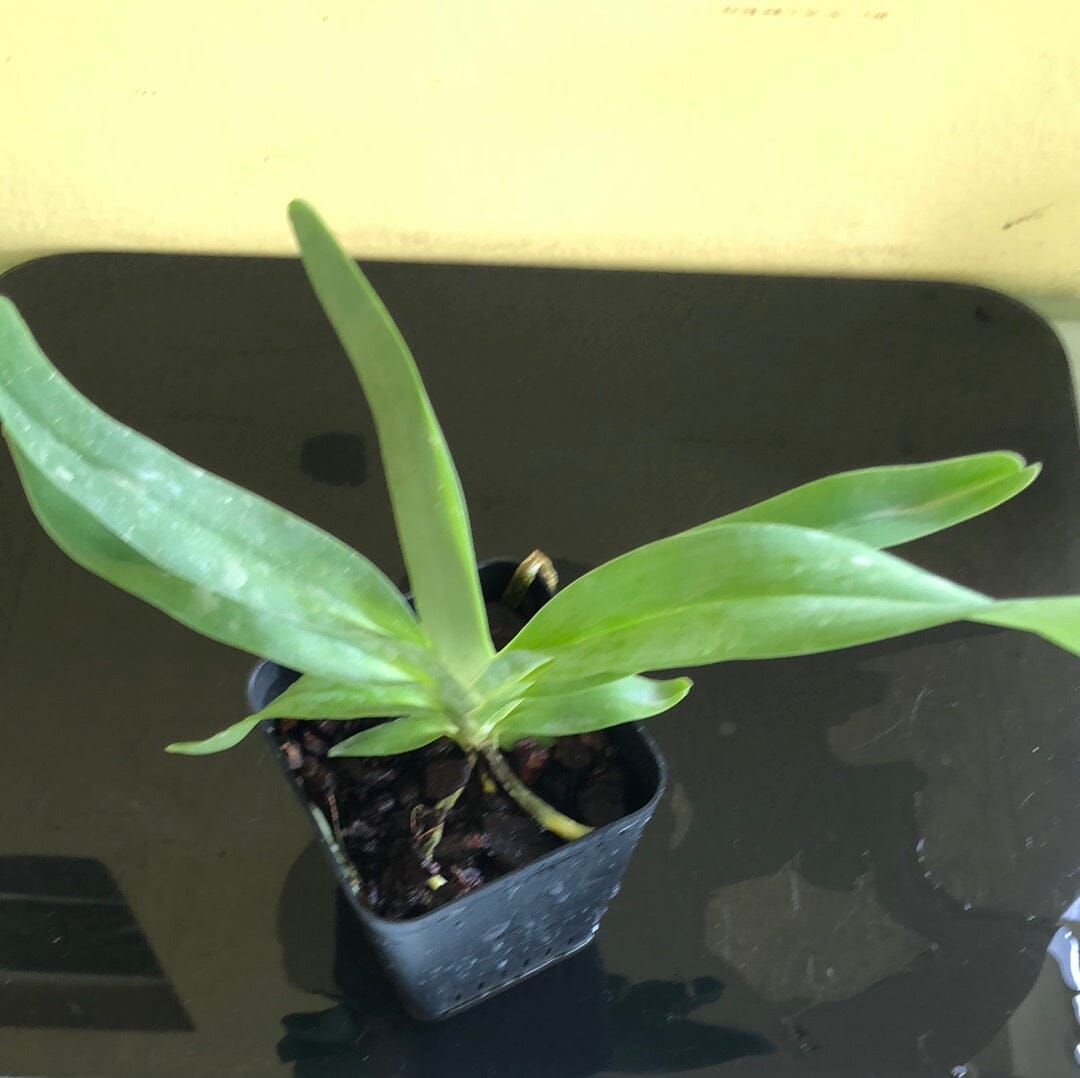 Angraecum sesquipedale Angraecum La Foresta Orchids 