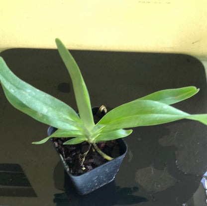 Angraecum sesquipedale Angraecum La Foresta Orchids 