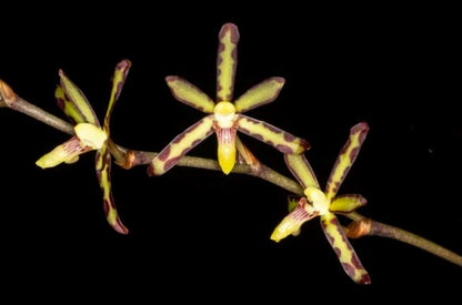 Arachnis labrosa - In BLOOM! Vanda La Foresta Orchids 