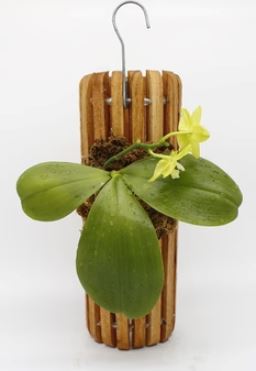 Artisan Acacia Wood Mounts Gifts La Foresta Orchids 4" x 12" Tube 