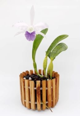 Artisan Acacia Wood Mounts Gifts La Foresta Orchids 5" x 4" Pot 