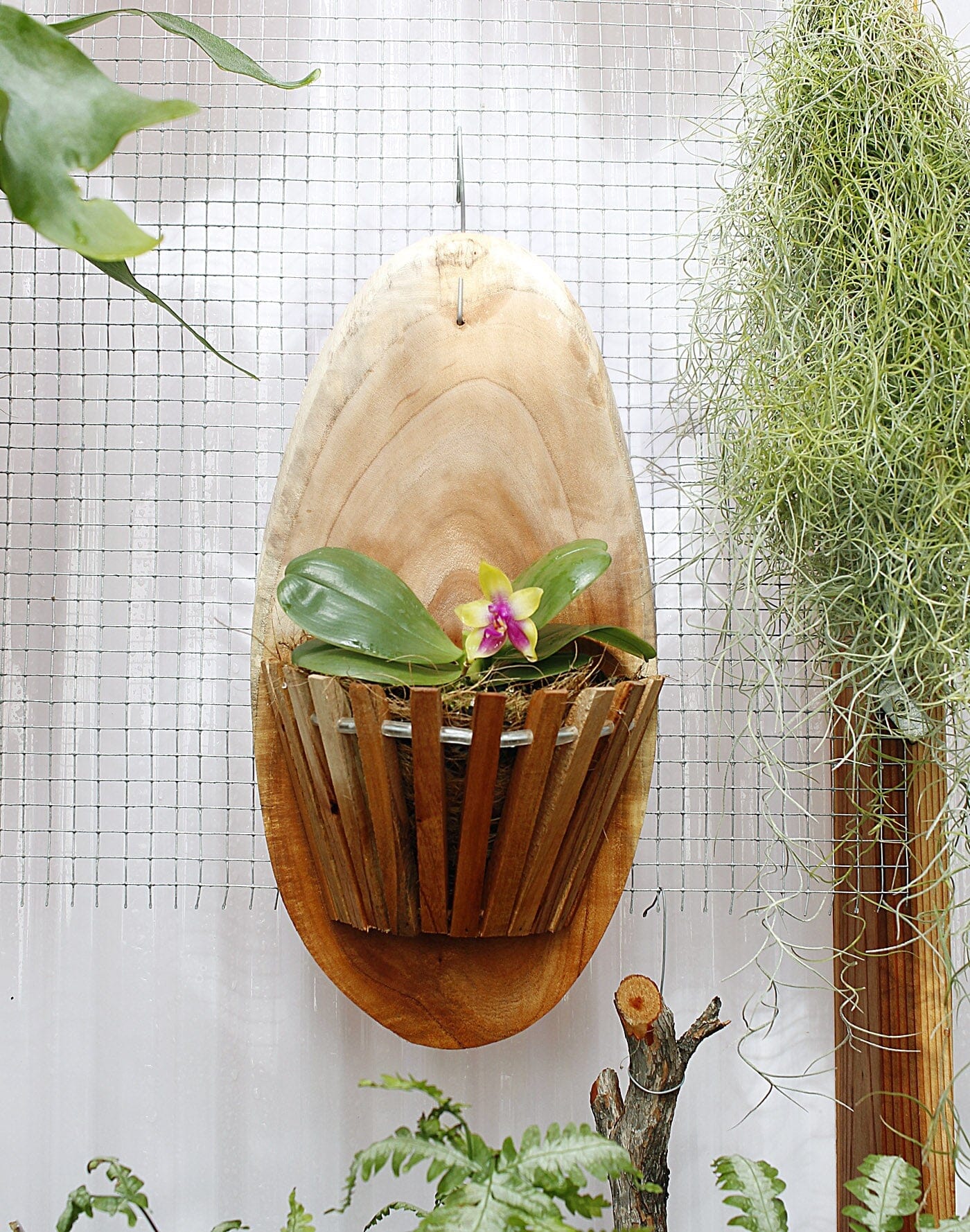 Artisan Acacia Wood Mounts Gifts La Foresta Orchids 6" x12" Basket 