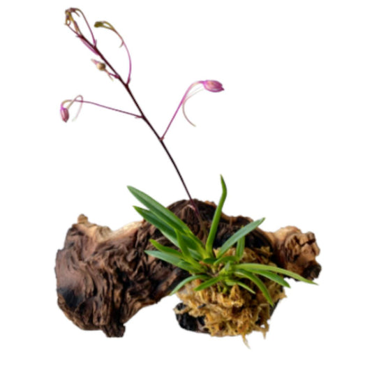 Artisan Mopani Wood Mount Gifts La Foresta Orchids 