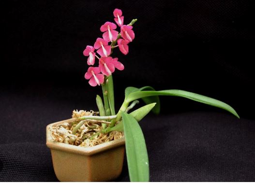 Ascocentrum hendersonianum Vanda La Foresta Orchids 