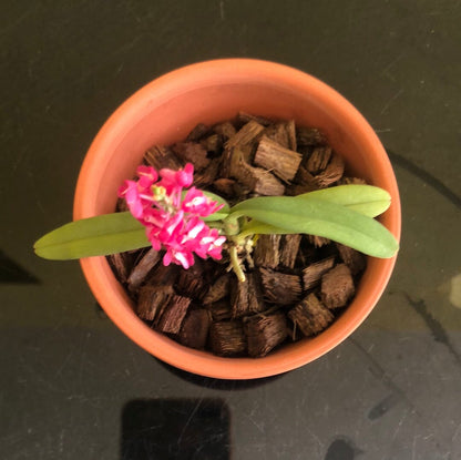 Ascocentrum hendersonianum Vanda La Foresta Orchids 