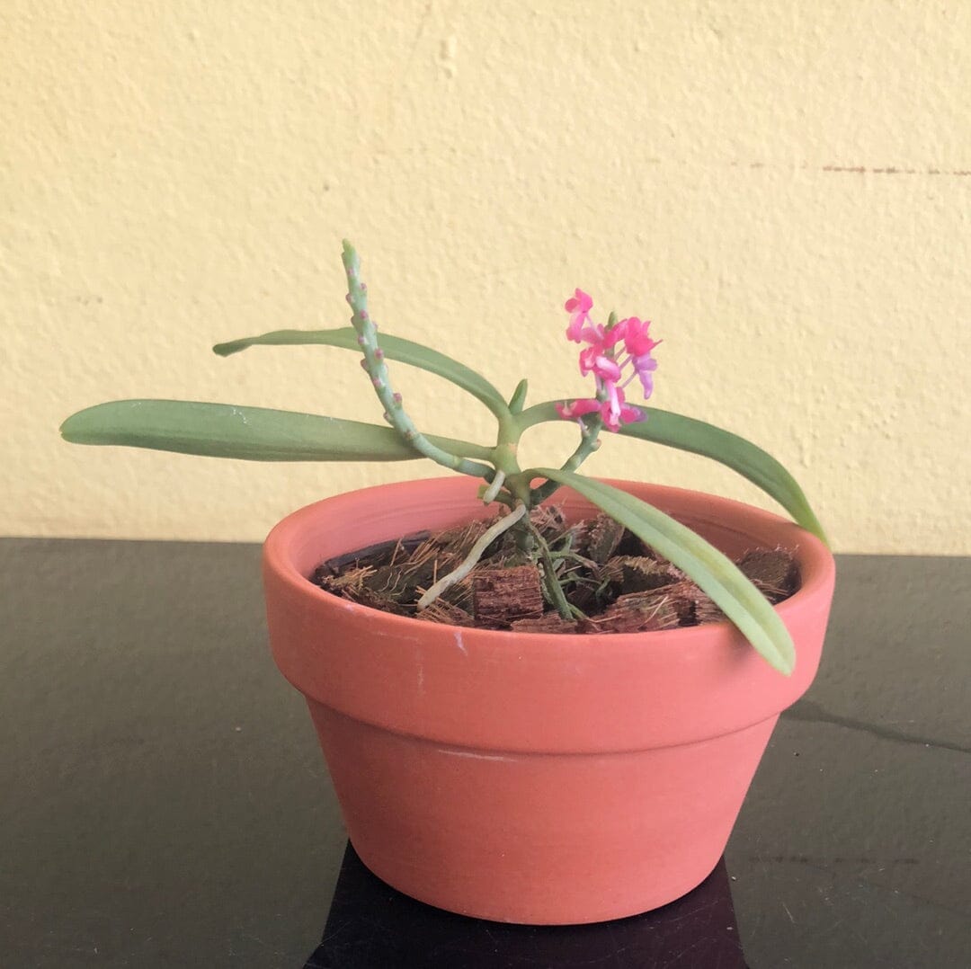 Ascocentrum hendersonianum Vanda La Foresta Orchids 