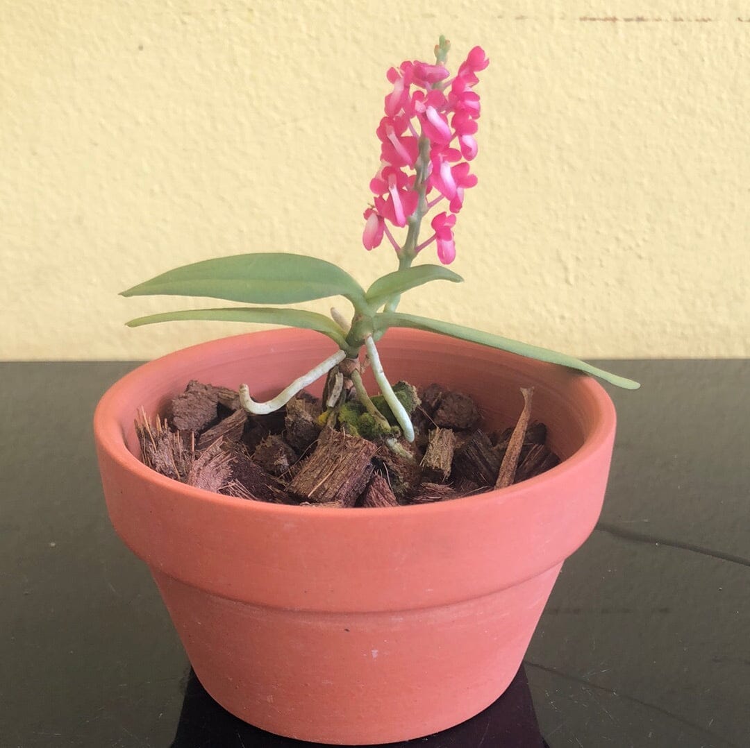 Ascocentrum hendersonianum Vanda La Foresta Orchids 