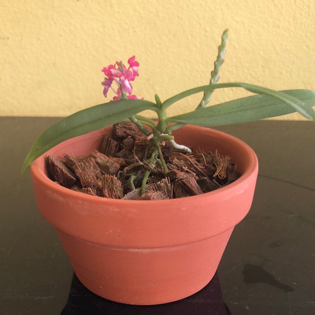 Ascocentrum hendersonianum Vanda La Foresta Orchids 