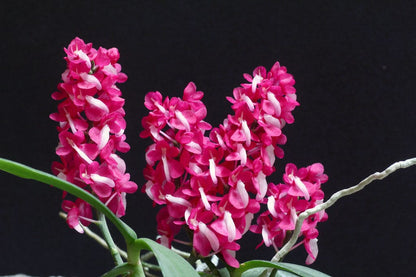 Ascocentrum hendersonianum Vanda La Foresta Orchids 