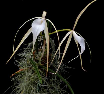 Brassavola nodosa x Brassavola cucullata Brassavola La Foresta Orchids 